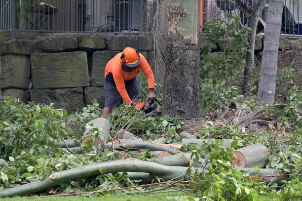 Best Emergency Tree Service  in USA